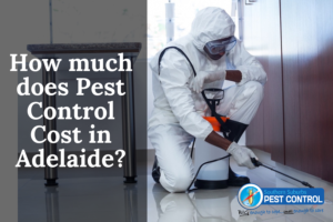 How much does Pest Control Cost in Adelaide