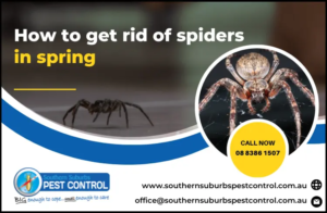 How to get rid of spiders in spring